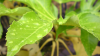 fatsia-drops_1600x900.jpg